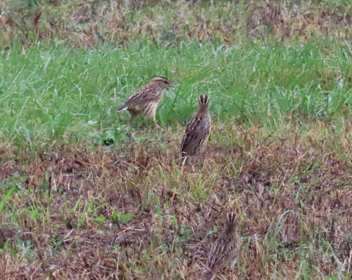 englerketrupial - ML645665872