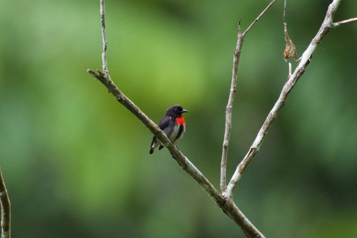 Selebes Öksekuşu - ML645665875