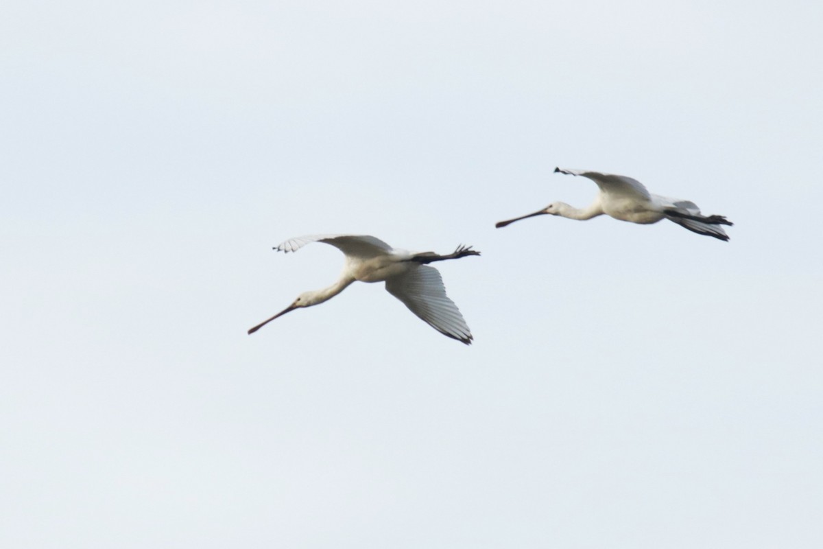 Eurasian Spoonbill - ML645665885