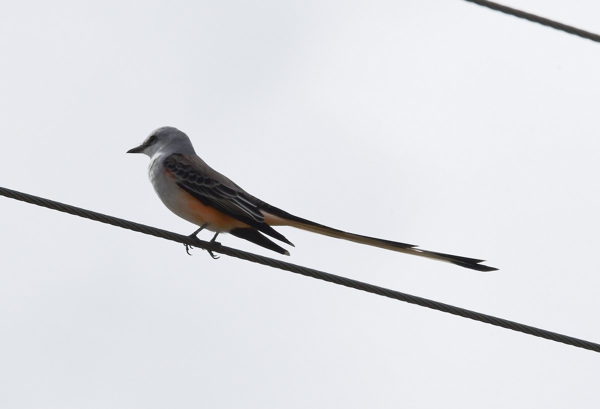 saksetyrann - ML645665886