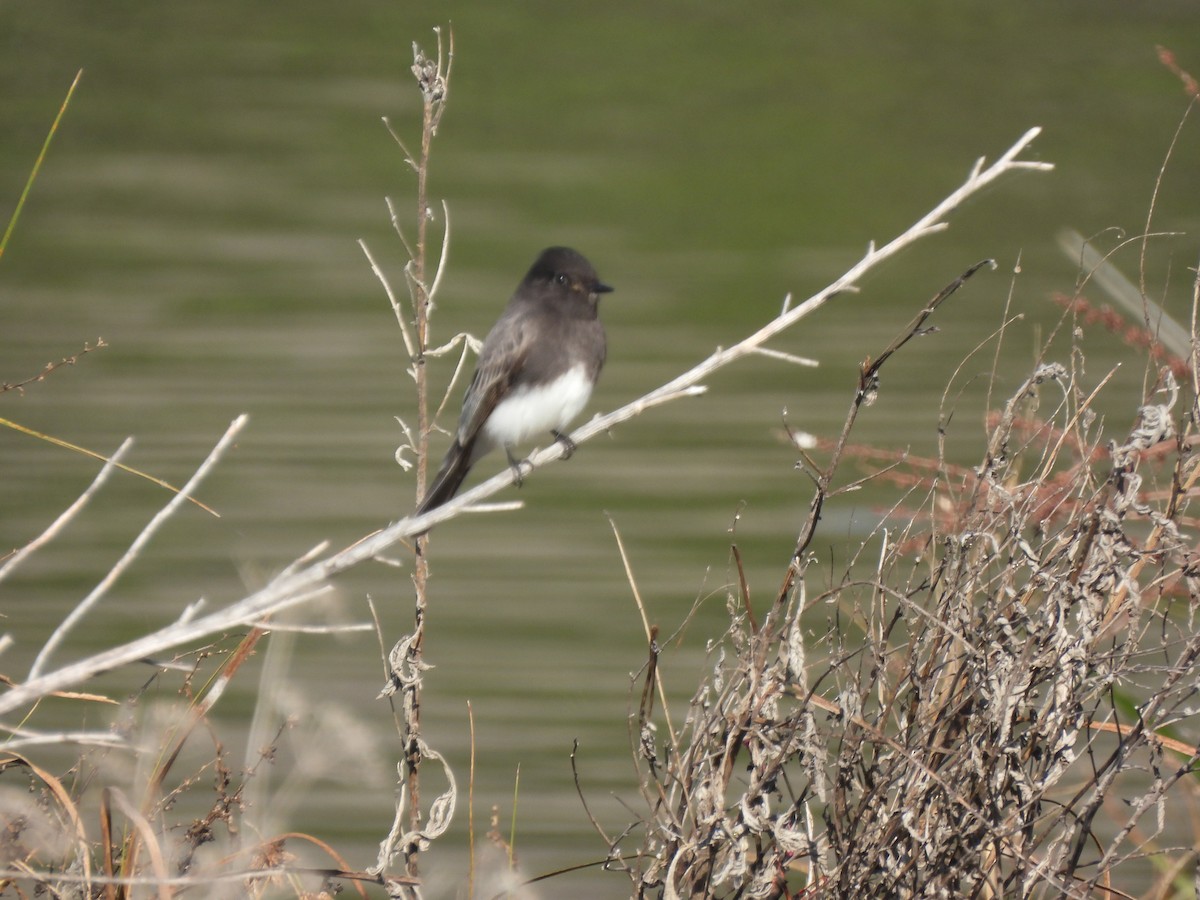 Kara Fibi - ML645665887