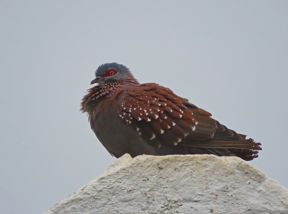 Speckled Pigeon - ML645665901