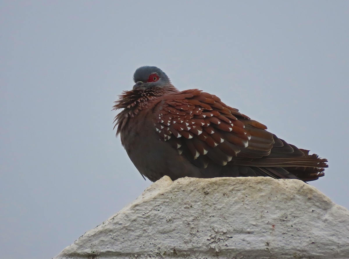 Çilli Güvercin - ML645665902