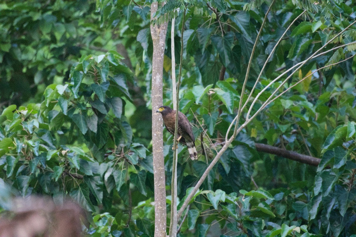 Sulawesi Serpent-Eagle - ML645665903
