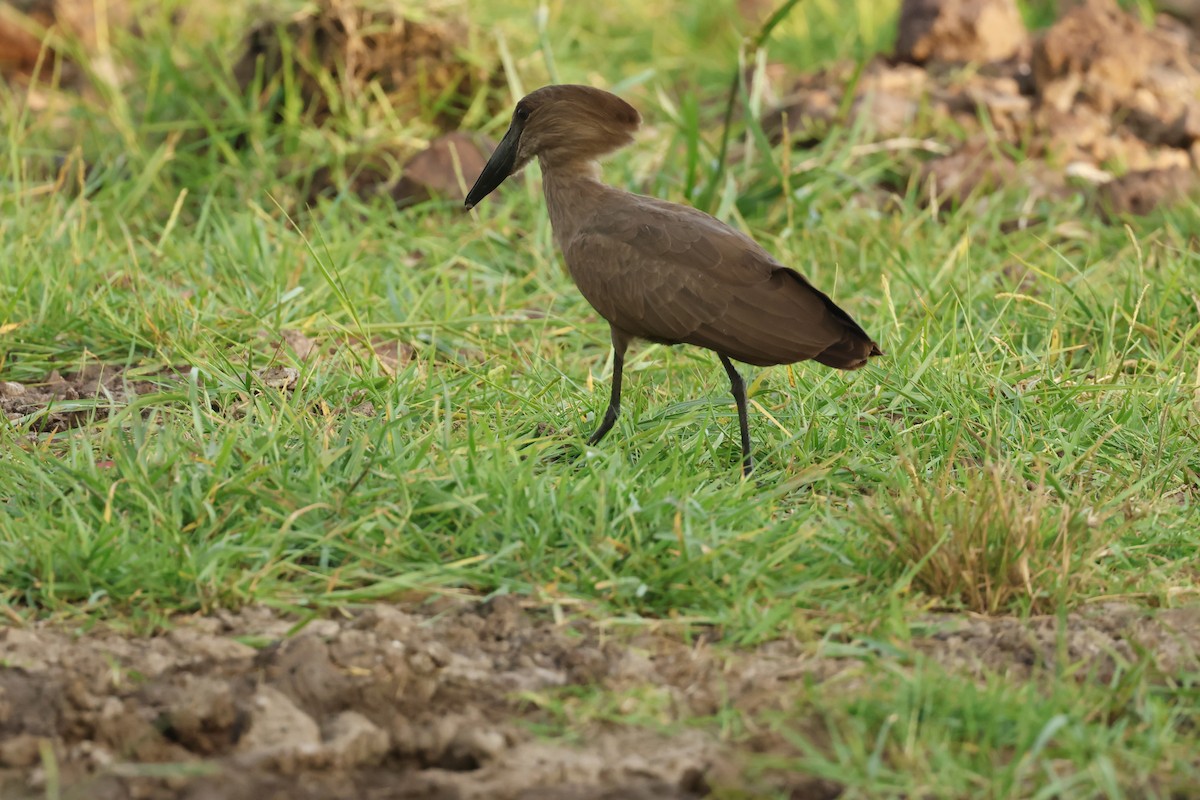 Çekiçkafa - ML645665906