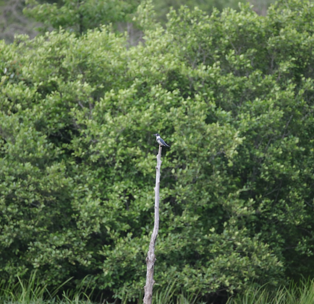 Kuşaklı Yalıçapkını - ML645665907