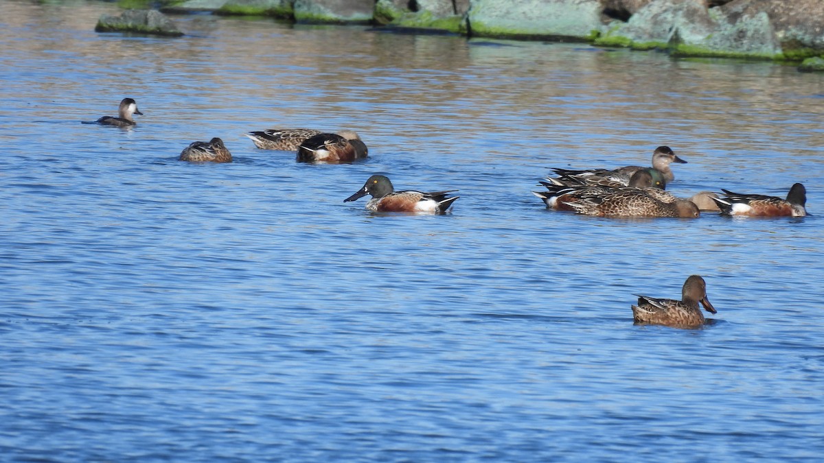 Kaşıkgaga - ML645665908