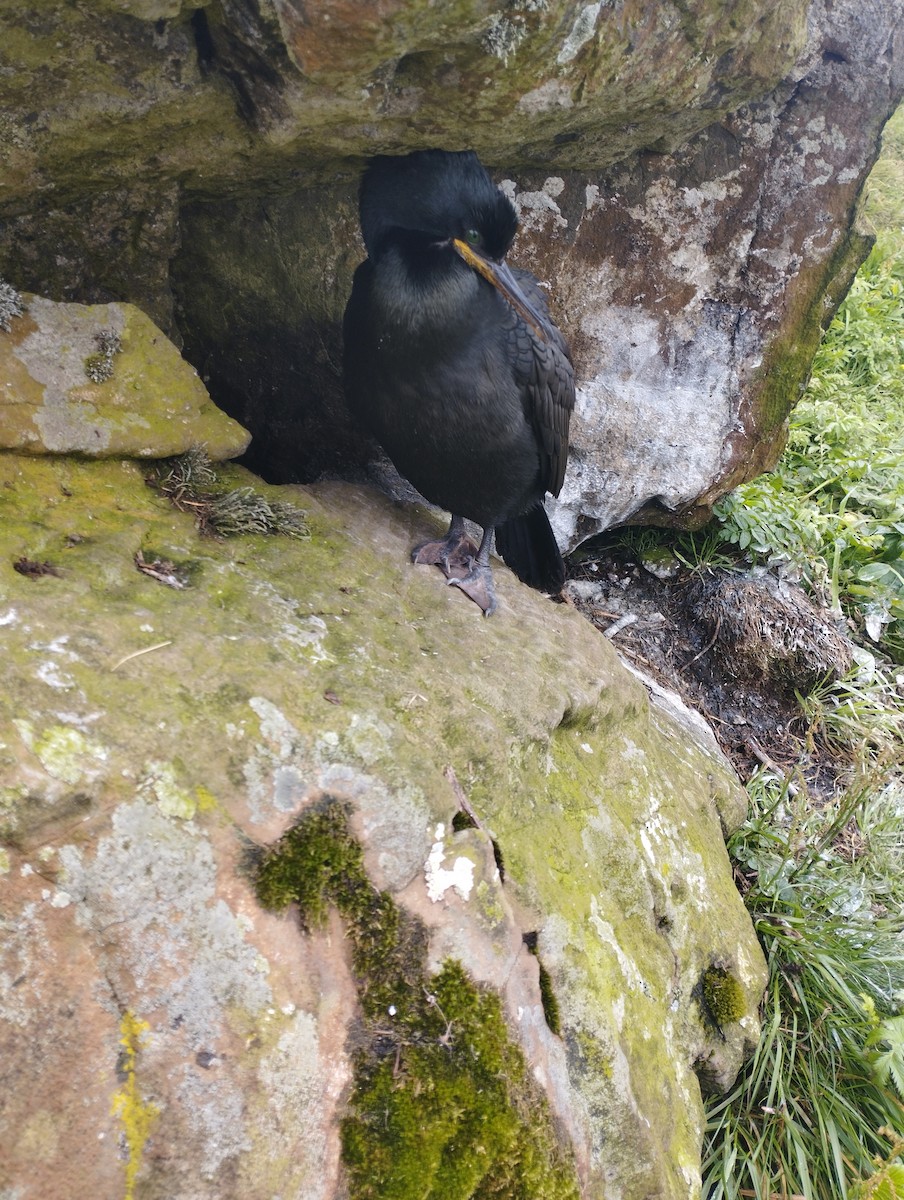 Tepeli Karabatak - ML645665912