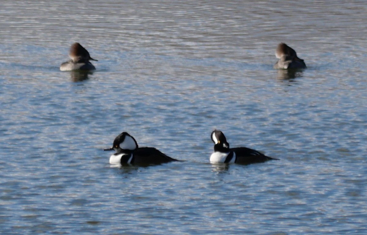 Başlıklı Tarakdiş - ML645665913