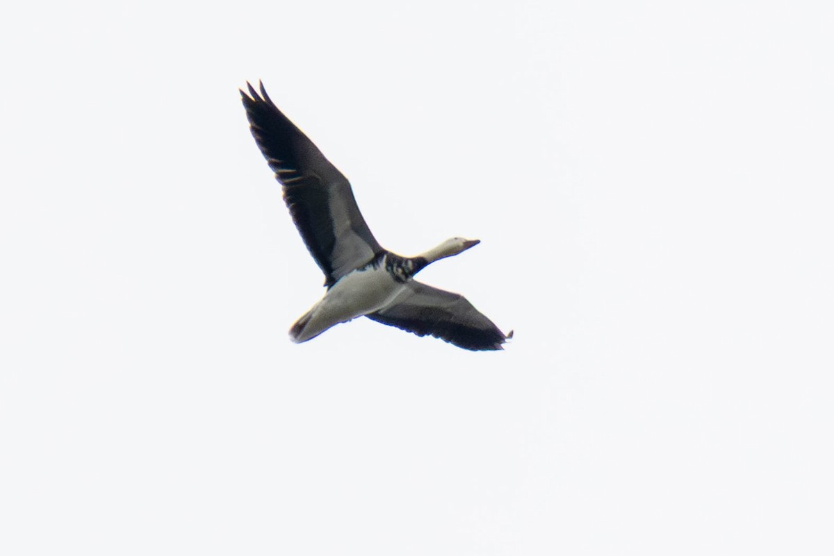 Kar Kazı - ML645665914