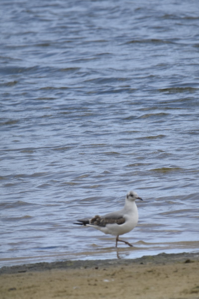 Hartlaub Martısı - ML645665916