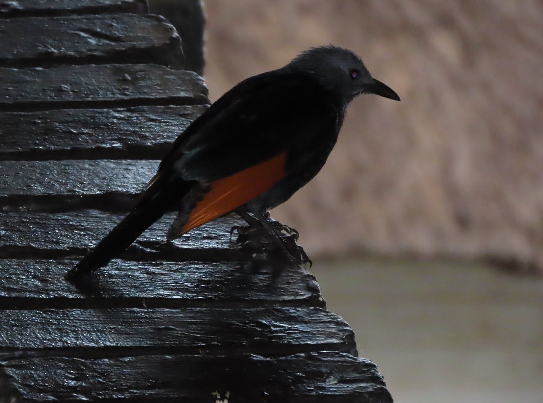 Kızılkanat - ML645665922