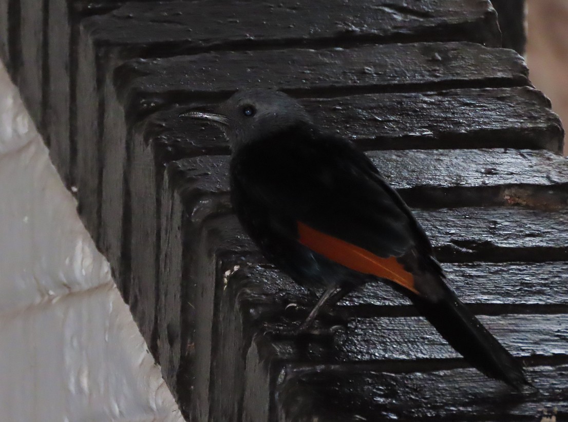 Kızılkanat - ML645665923