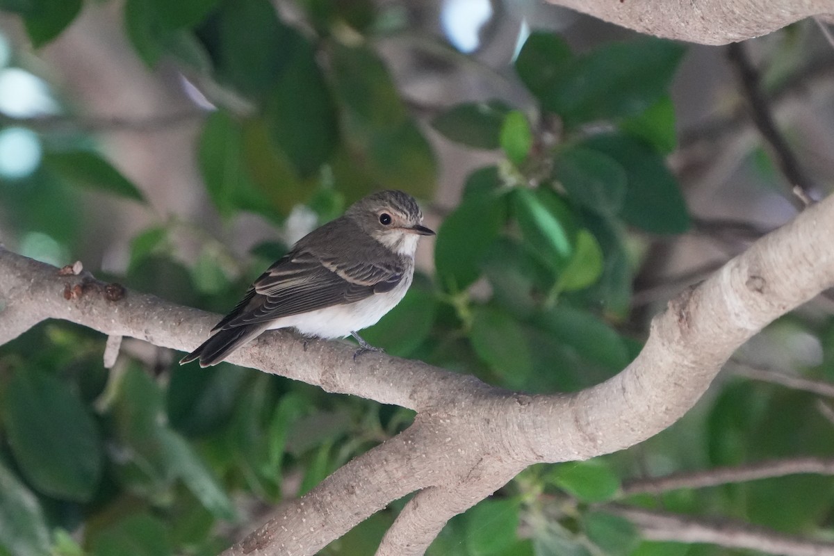 Benekli Sinekkapan - ML645665926