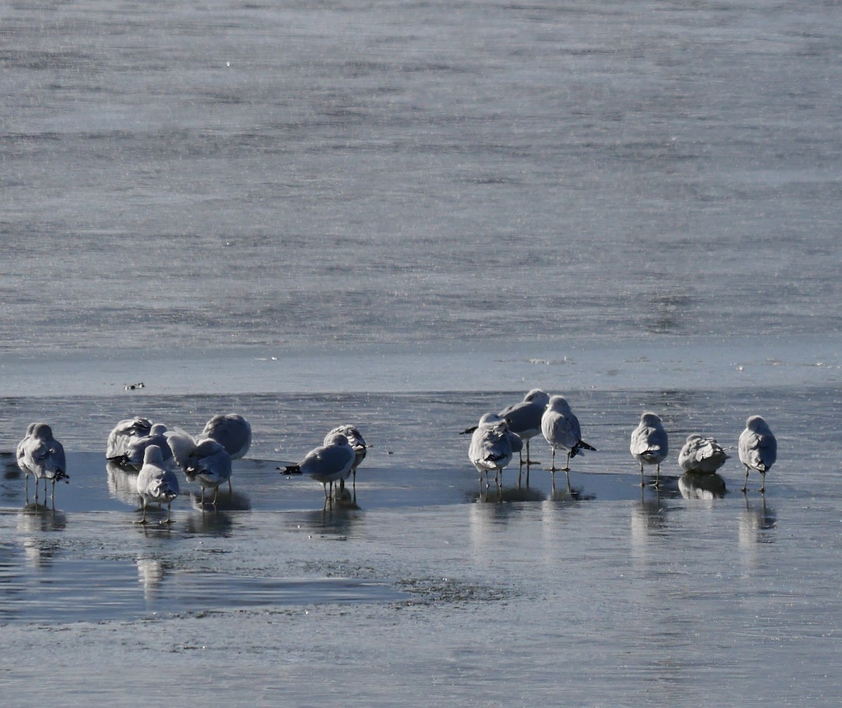 Halkalı Martı - ML645665928