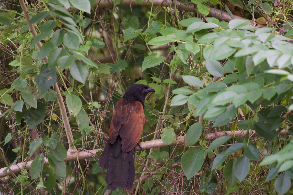 Lesser Coucal - ML645665929
