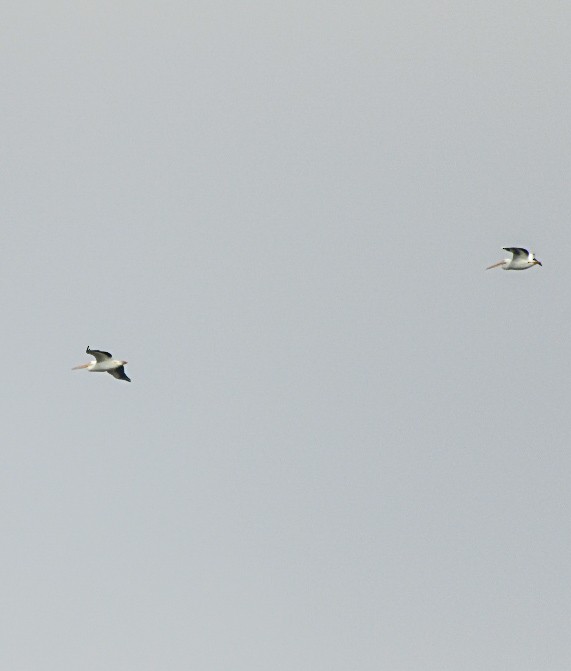 Amerika Pelikanı - ML645665930