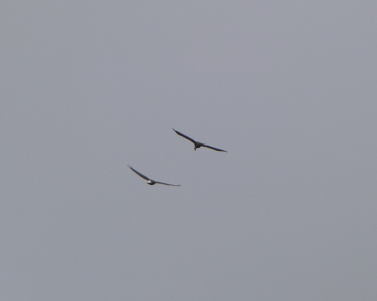 Ak Başlı Kartal - ML645665932