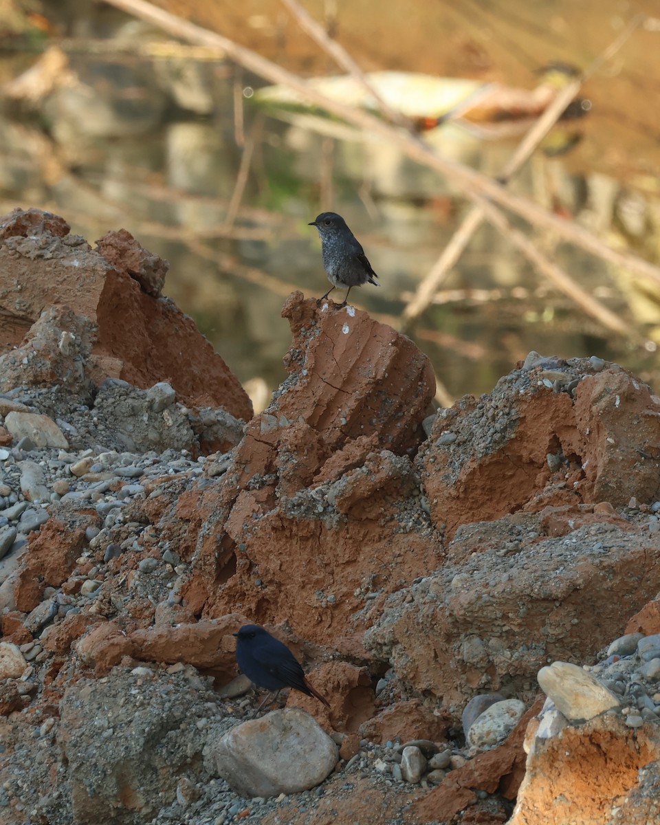 Kurşuni Kızılkuyruk - ML645665933