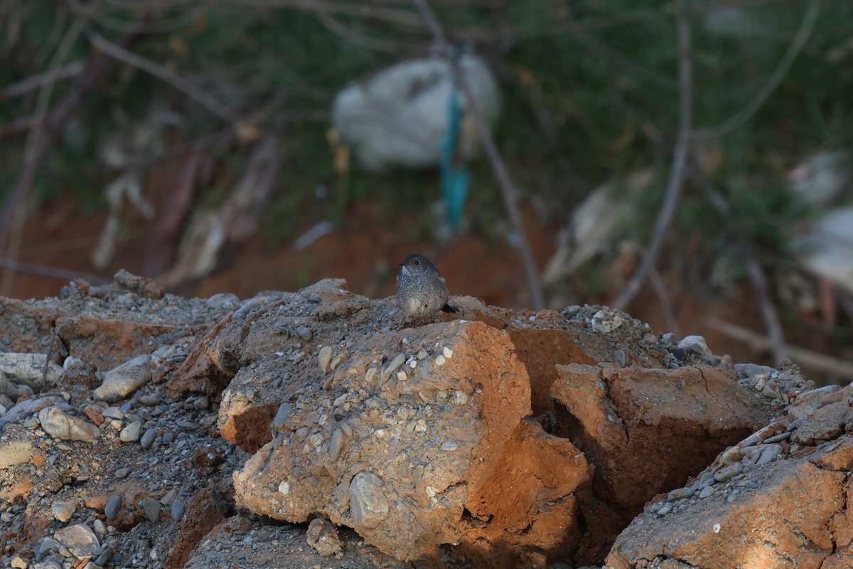 Kurşuni Kızılkuyruk - ML645665934