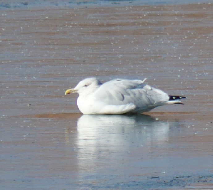 Amerika Gümüş Martısı - ML645665935