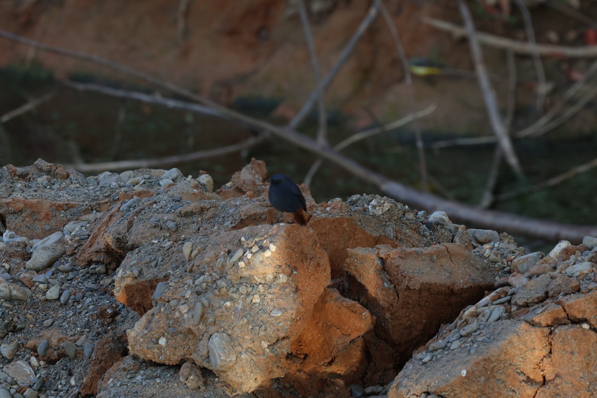 Kurşuni Kızılkuyruk - ML645665936