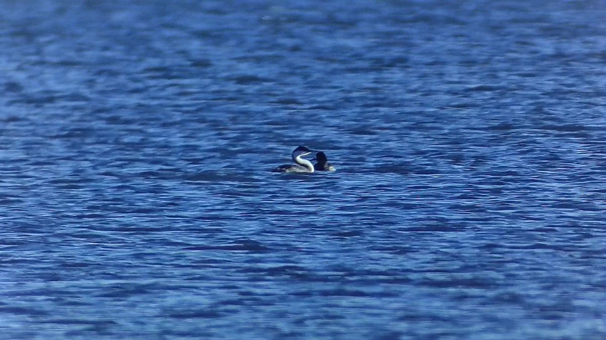 İnce Gagalı Batağan - ML645665937