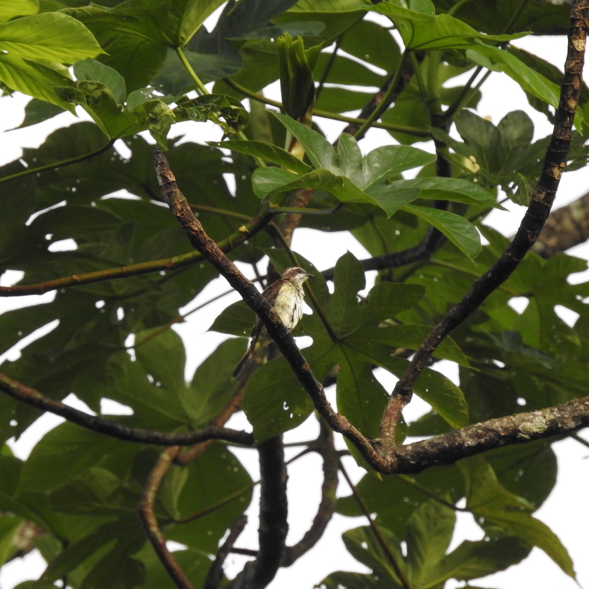 Piratic Flycatcher - ML645665938