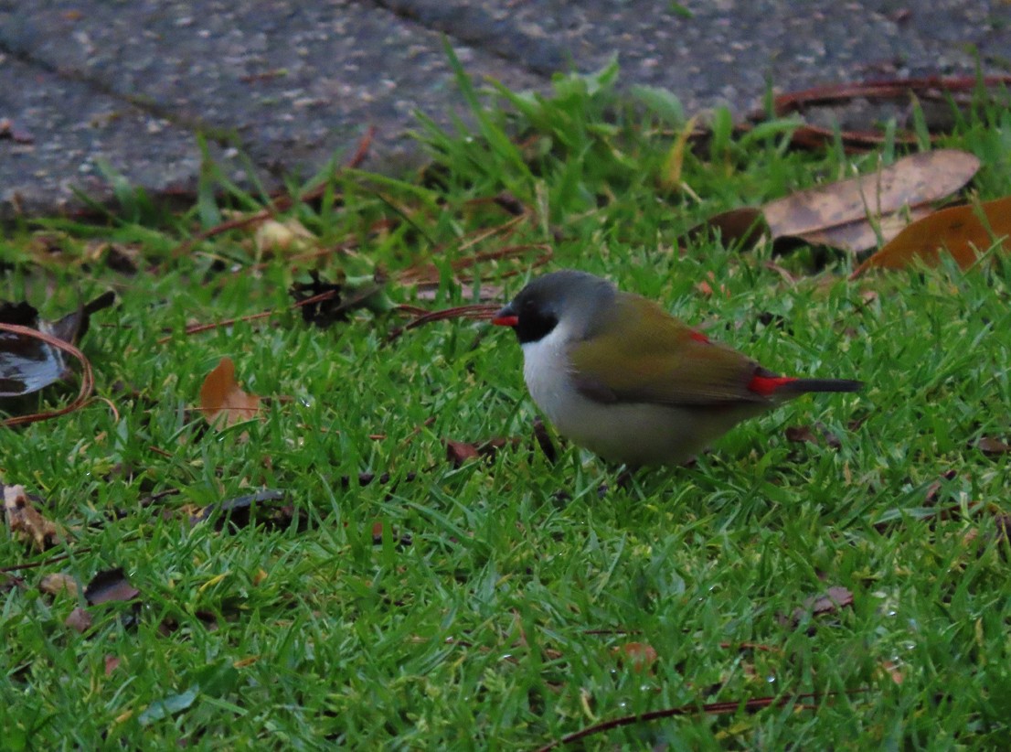 Yeşil Mumgaga - ML645665939