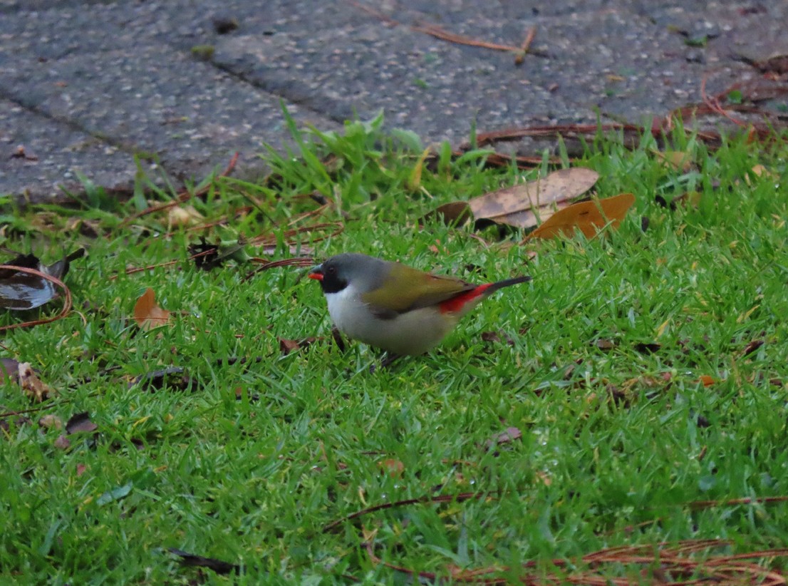 Yeşil Mumgaga - ML645665940