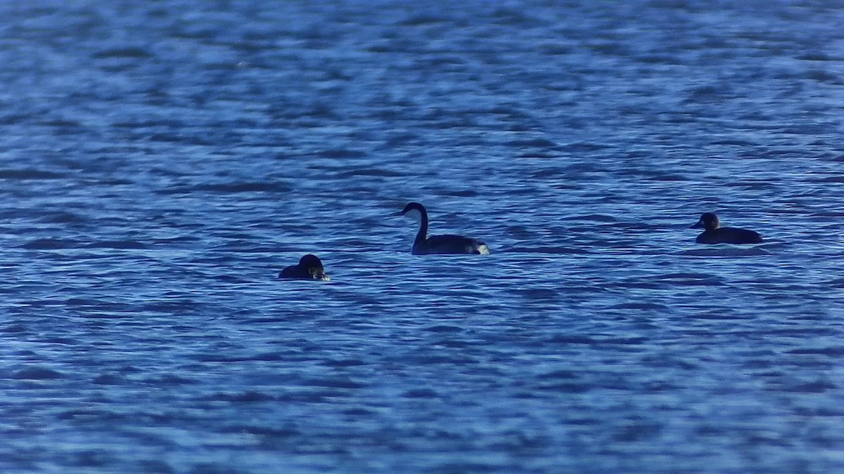 İnce Gagalı Batağan - ML645665941