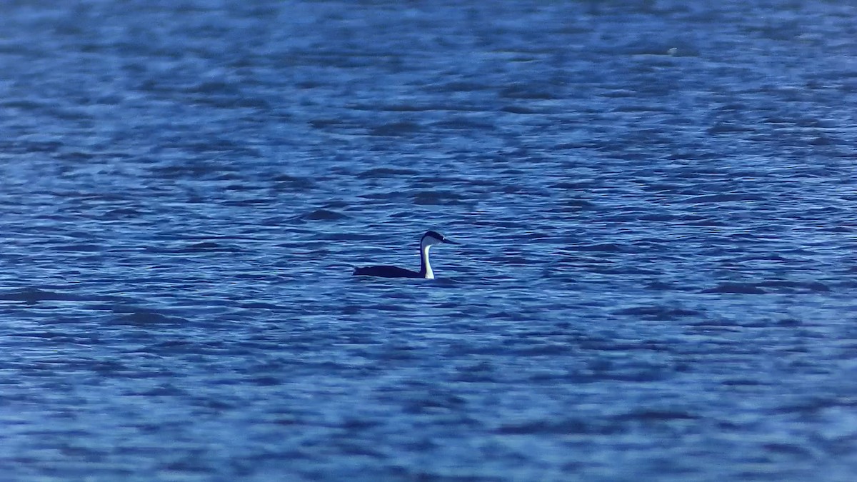 İnce Gagalı Batağan - ML645665942