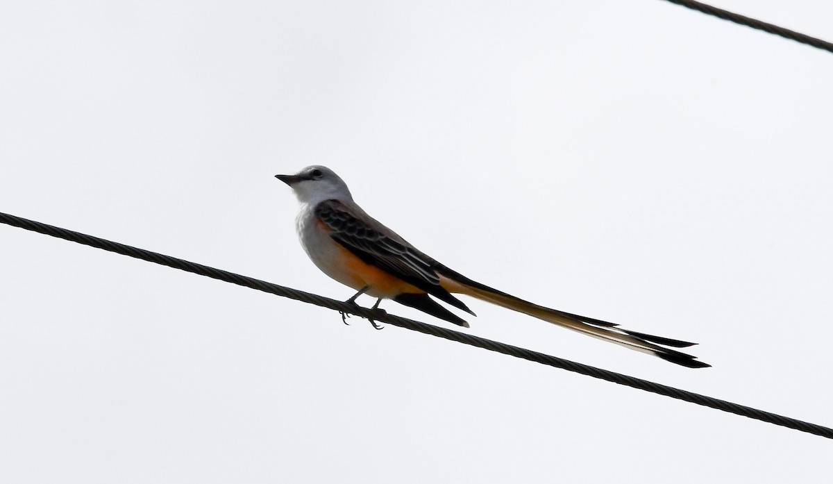 Çatal Kuyruklu Tiran - ML645665943