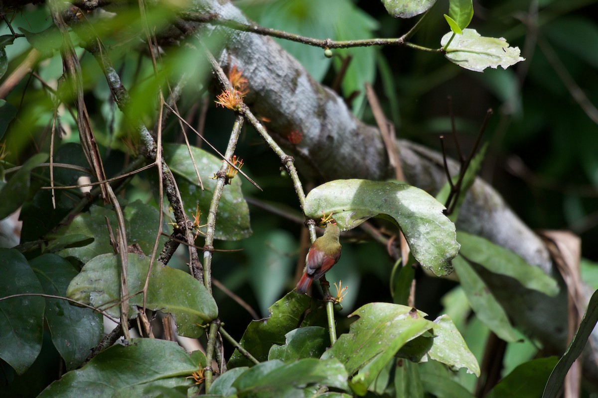 Brown-throated Sunbird - ML645665947