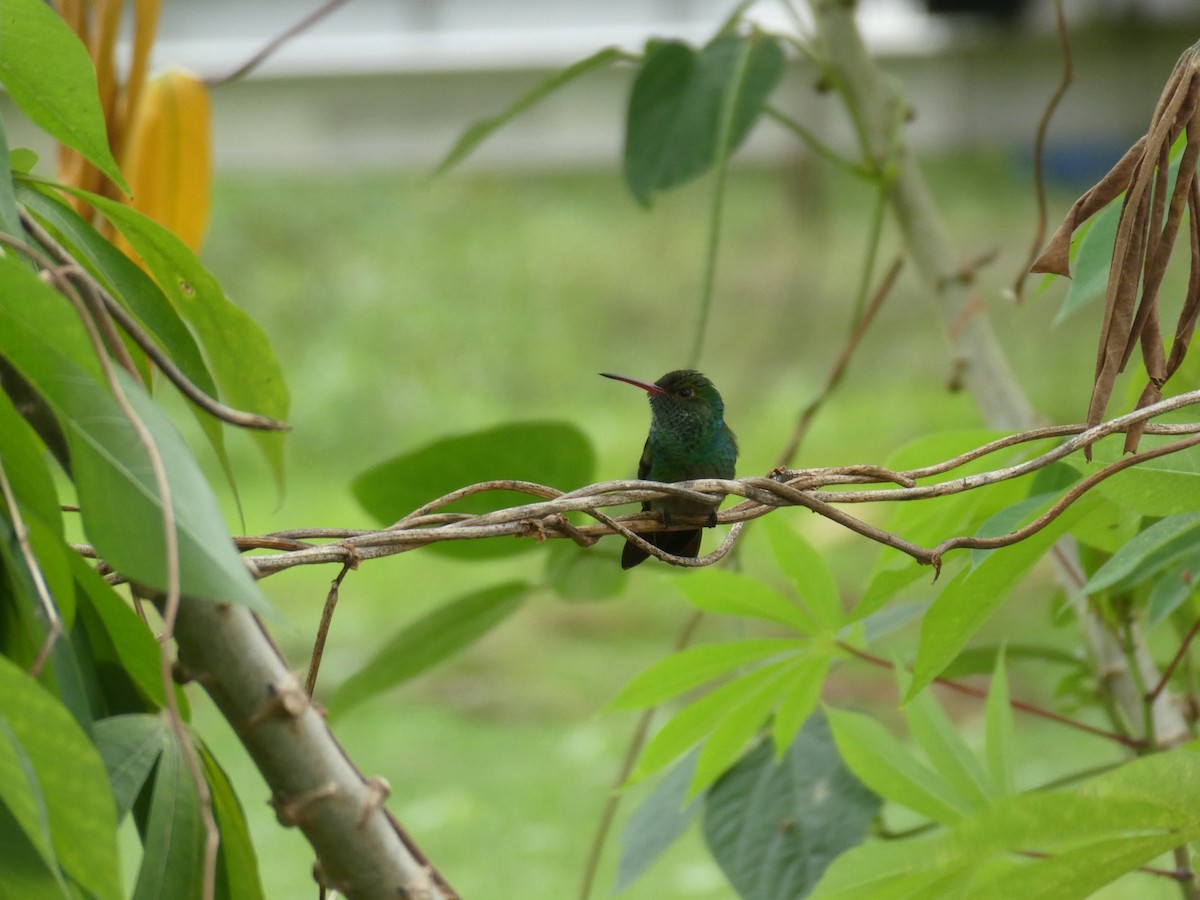 Kızıl Kuyruklu Kolibri - ML645665954