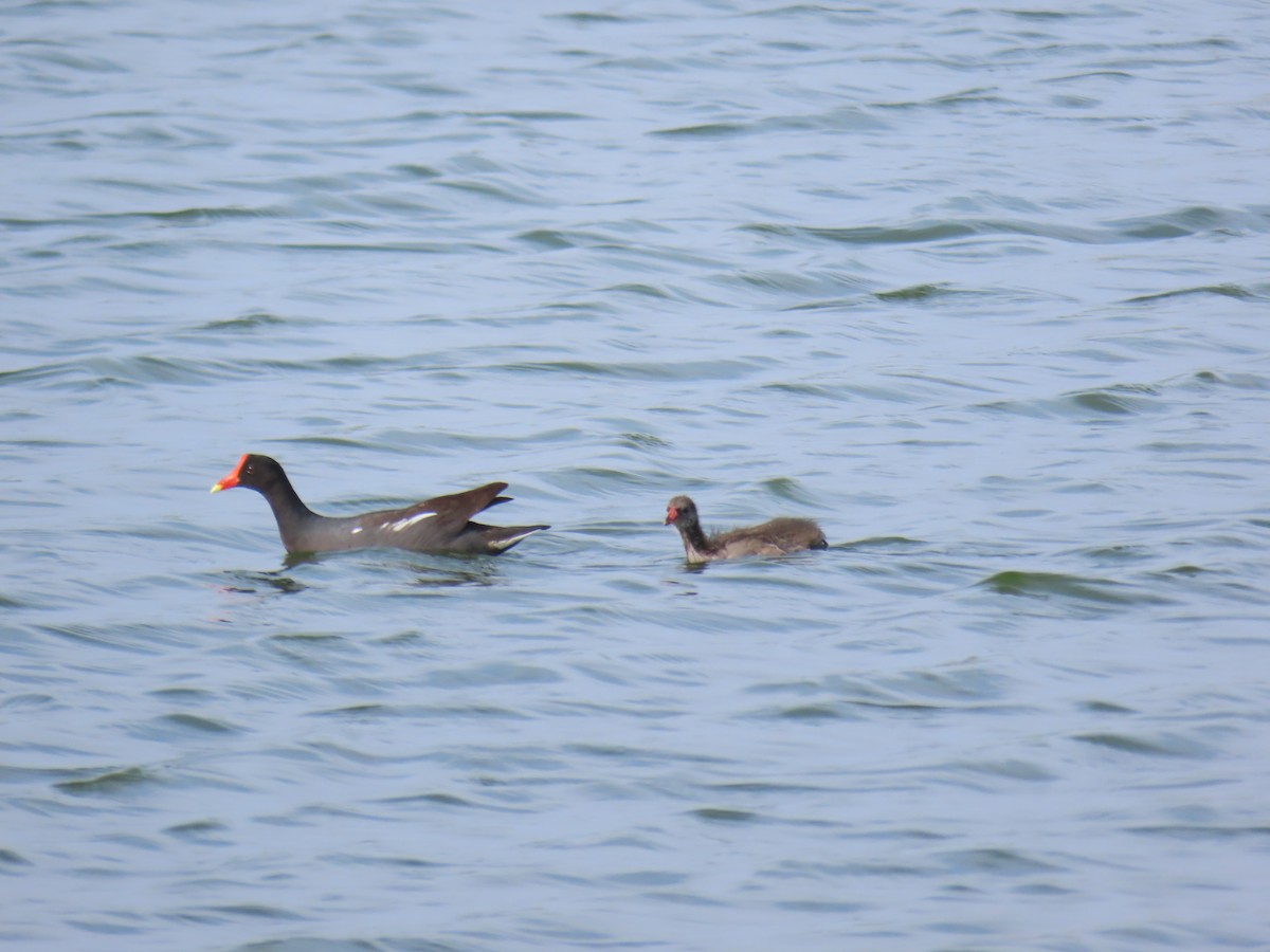 Gallinule d'Amérique - ML645665955