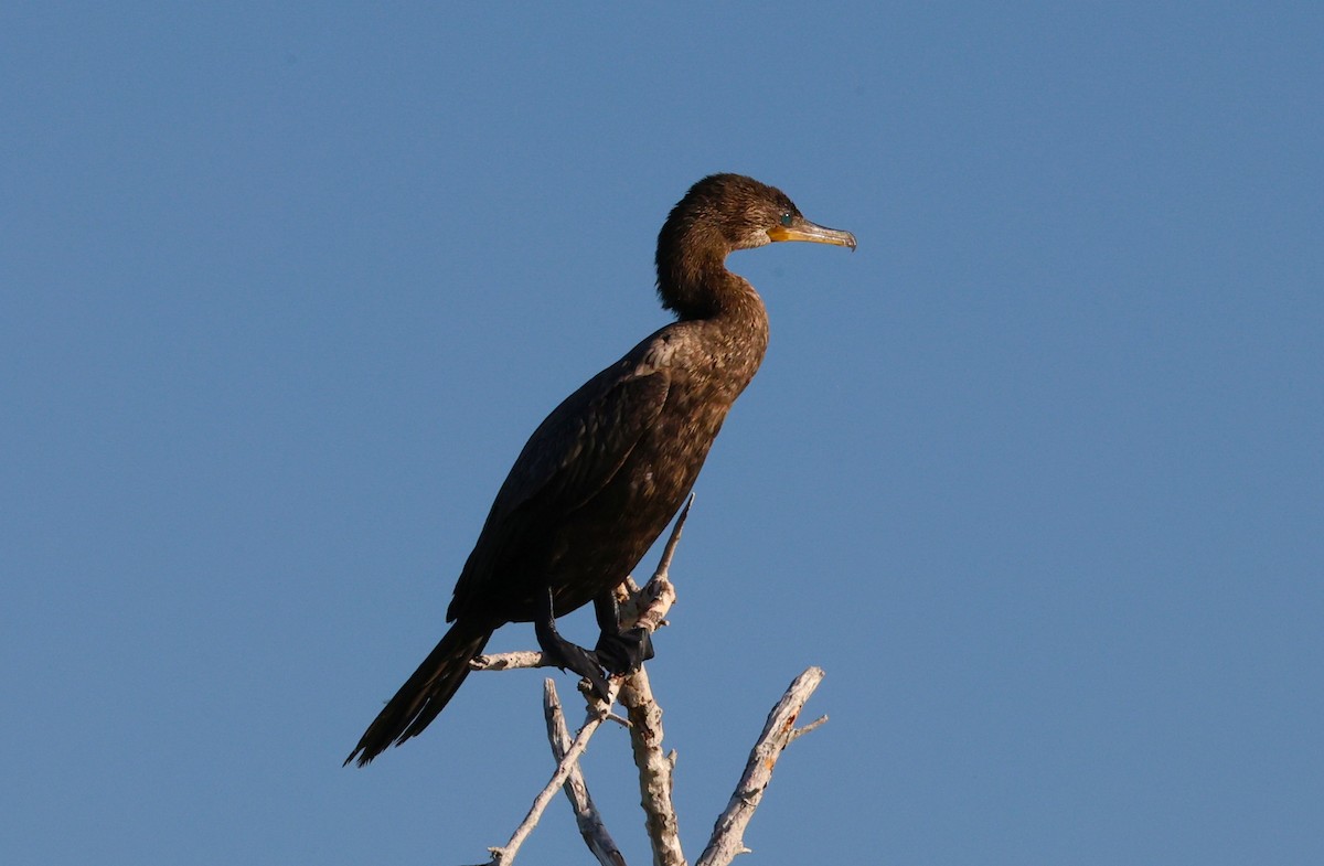 flodskarv - ML645665957