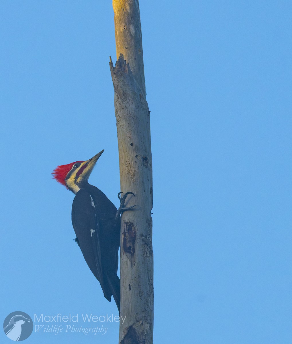 Pileated Woodpecker - ML645665959
