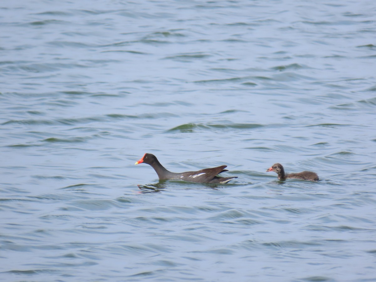 Gallinule d'Amérique - ML645665961