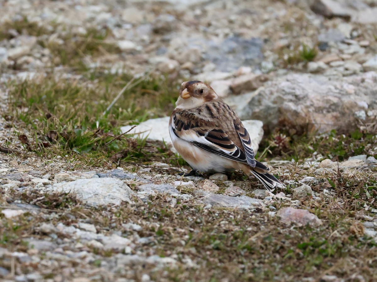 Snow Bunting - ML645665962