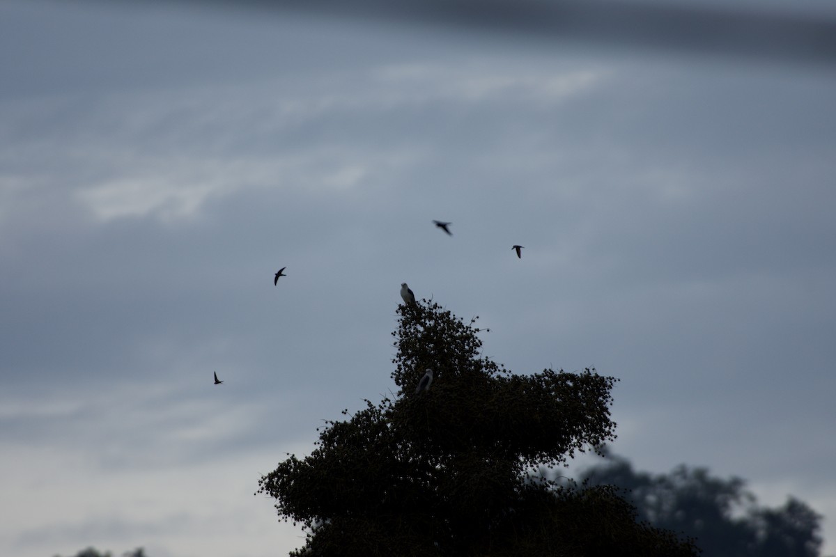 דאה שחורת-כתף - ML645665964