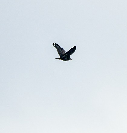 Bald Eagle - ML645665971