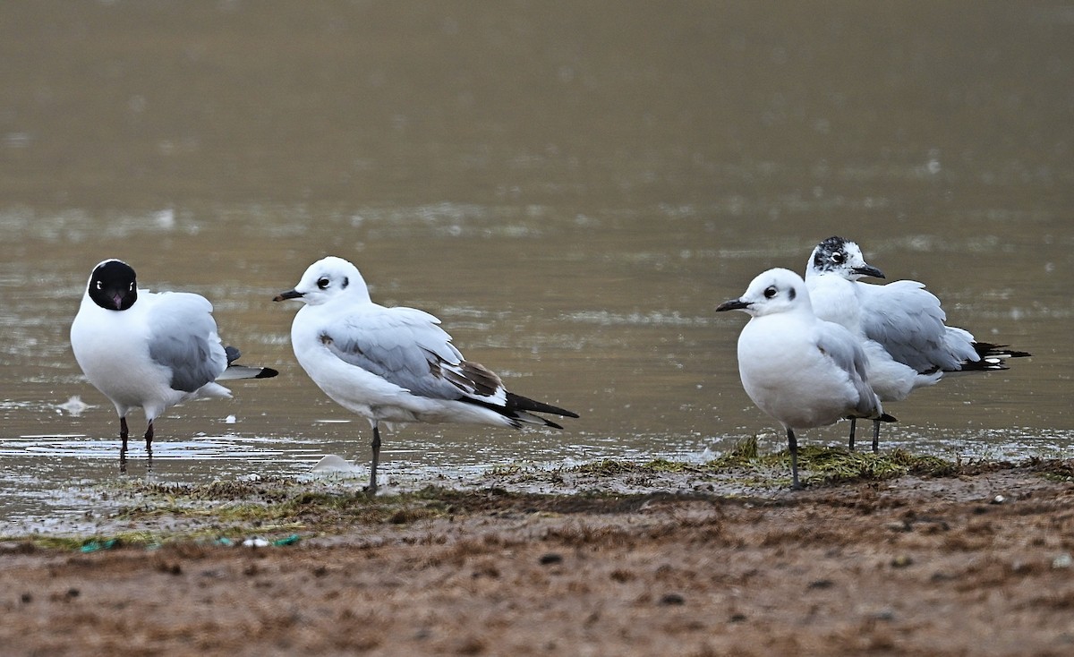 Andean Gull - ML645665975