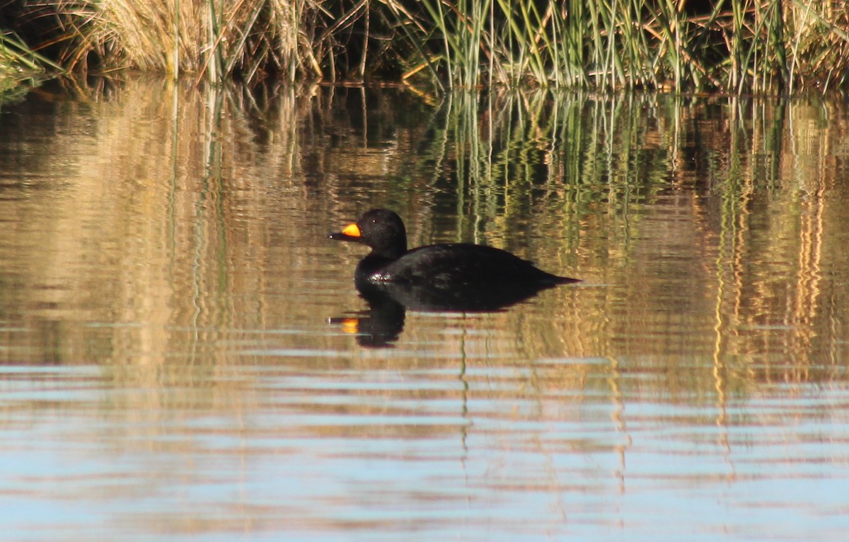 turpan žlutozobý - ML645665981