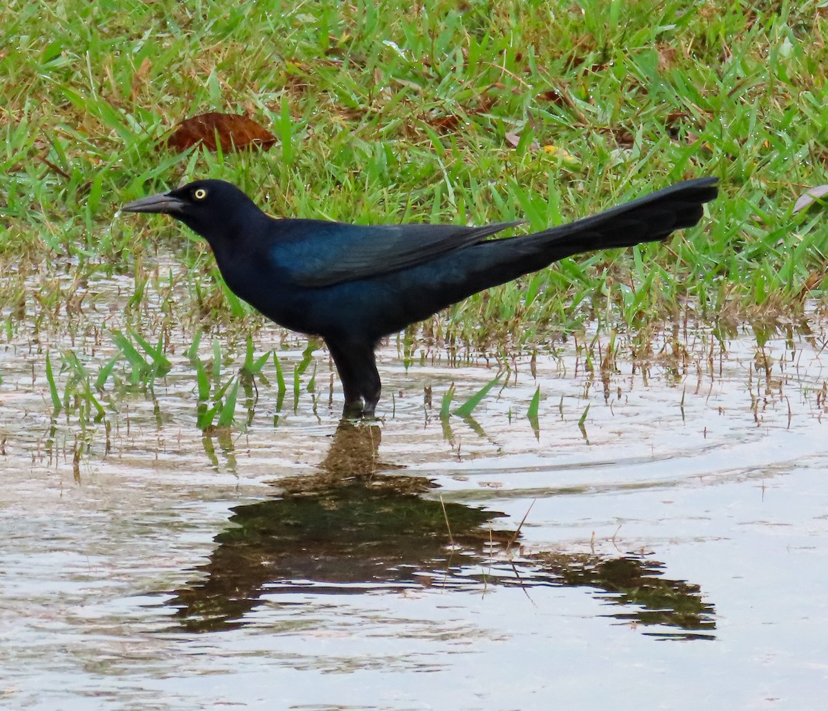 storstjerttrupial - ML645665991