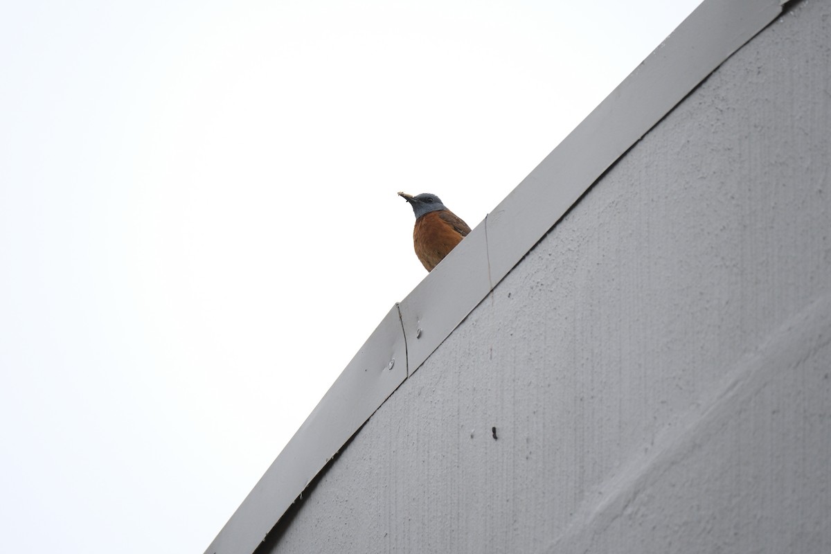 Cape Rock-Thrush - ML645665992