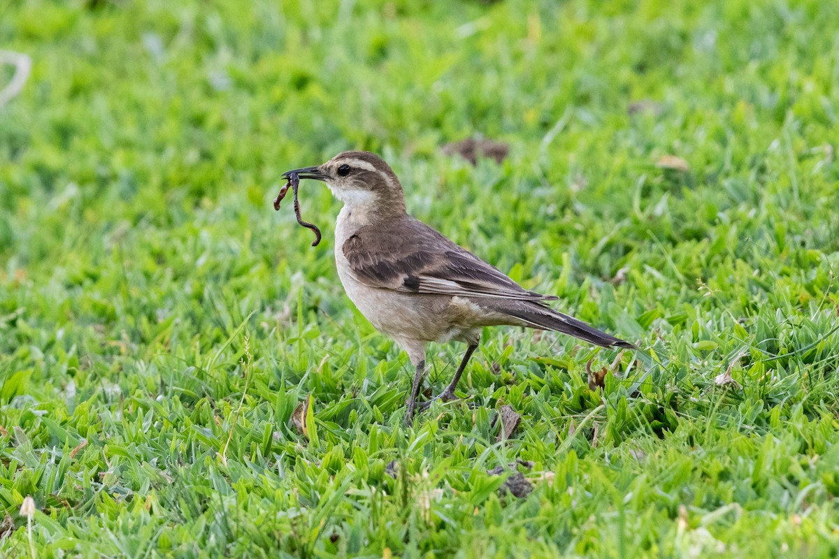 Long-tailed Cinclodes - ML645665999