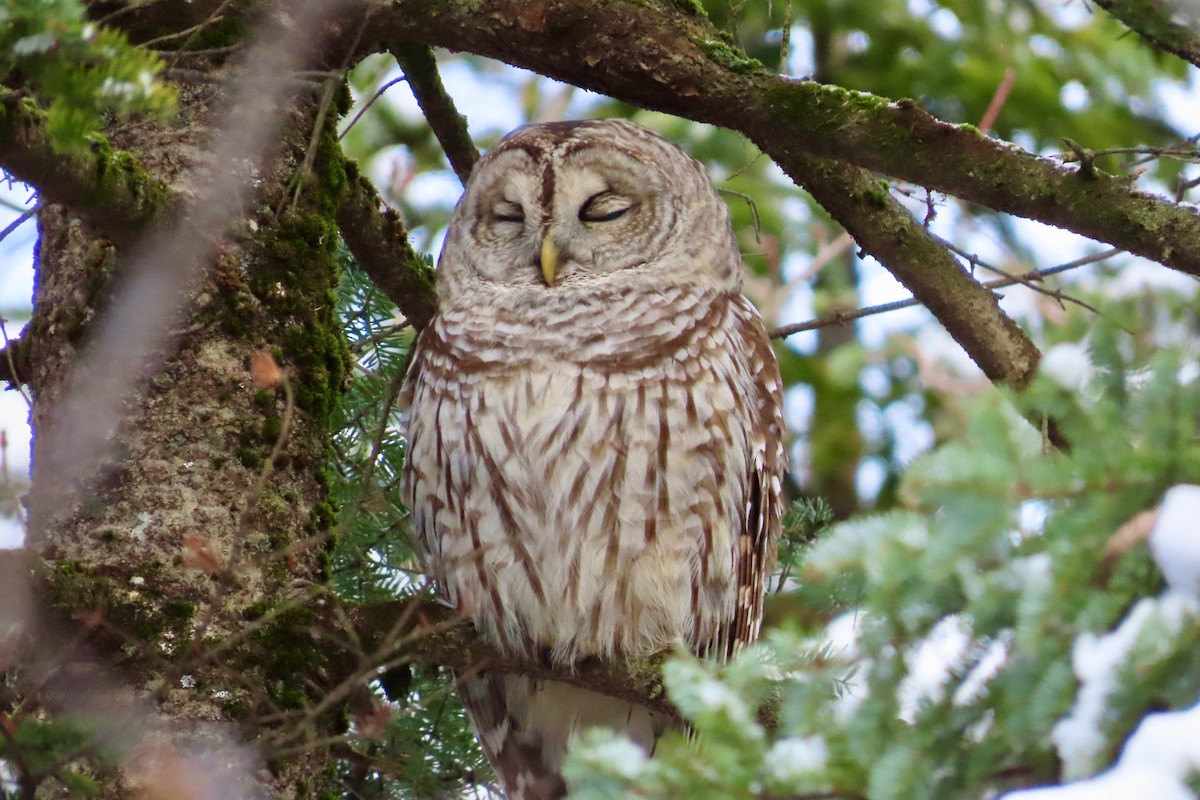 Çizgili Baykuş - ML645666000