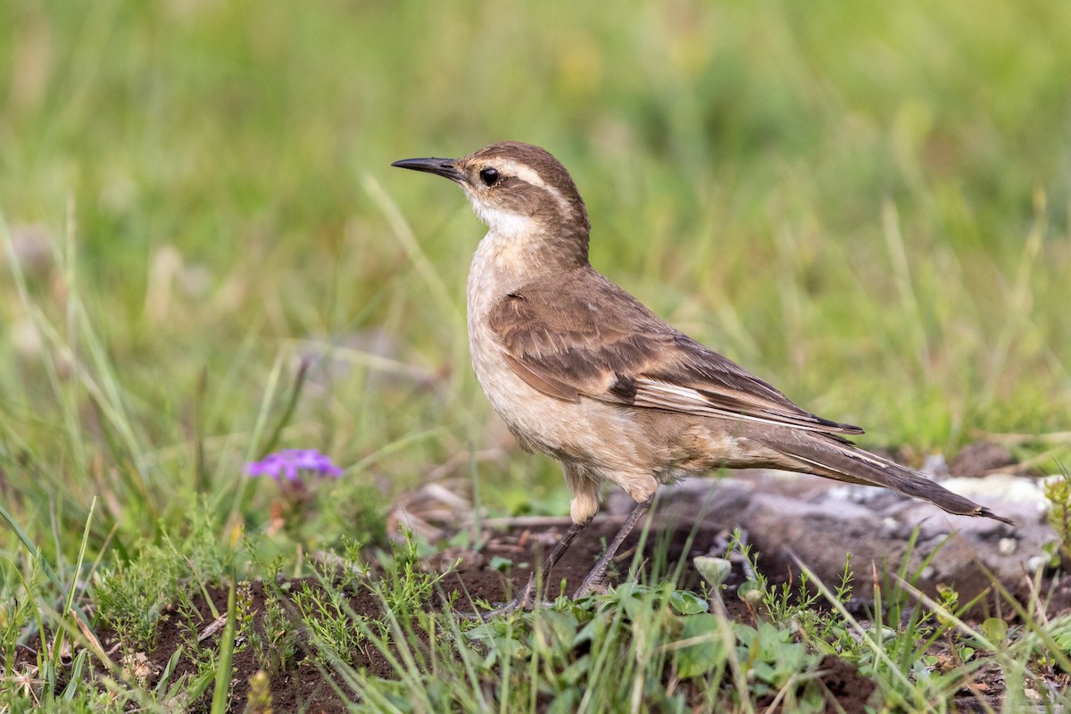 Long-tailed Cinclodes - ML645666001