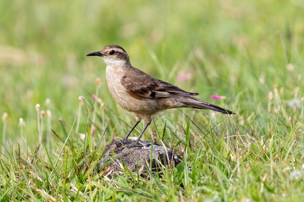 Long-tailed Cinclodes - ML645666002